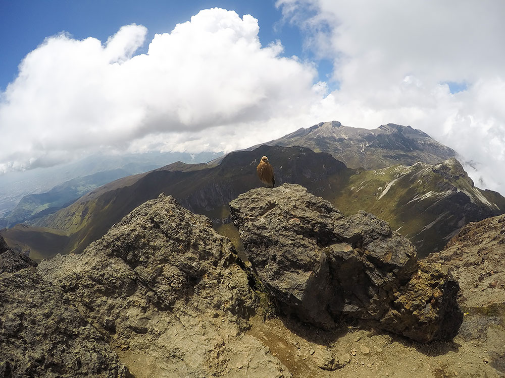 Wildlife in the mountain