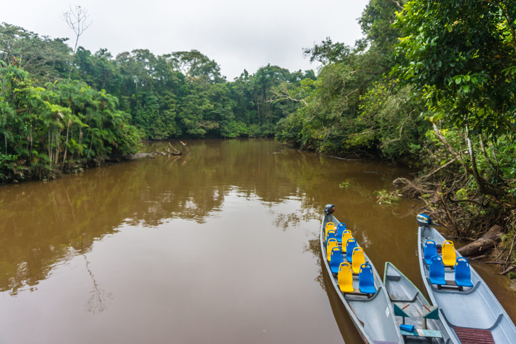 A guide to the Amazon Rainforest