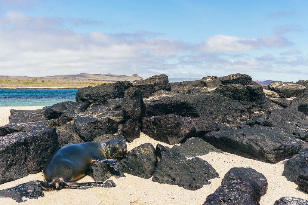 Sea Lion resting on a rock