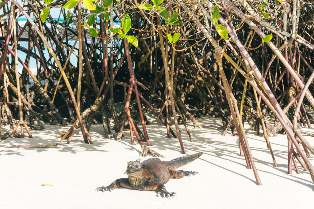 Visit Galapagos for the wildlife.