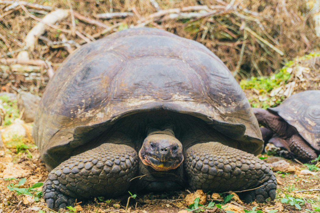 A Guide to Visiting Santa Cruz Galapagos - Wanderous Heart